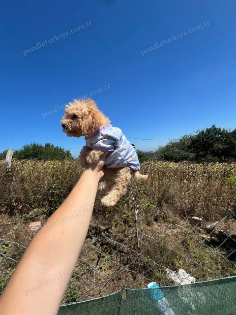 Satılık Teacup Poodle Yavrusu