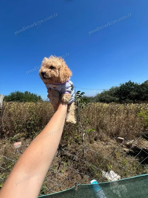 Satılık Teacup Poodle Yavrusu