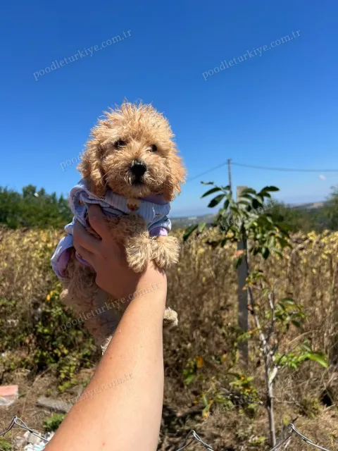 Satılık Teacup Poodle Yavrusu