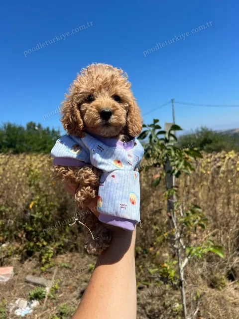 Teacup Poodle Yavrusu