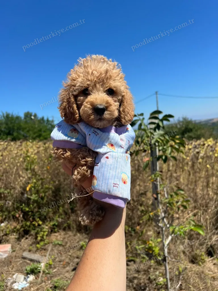 Teacup Poodle Yavrusu
