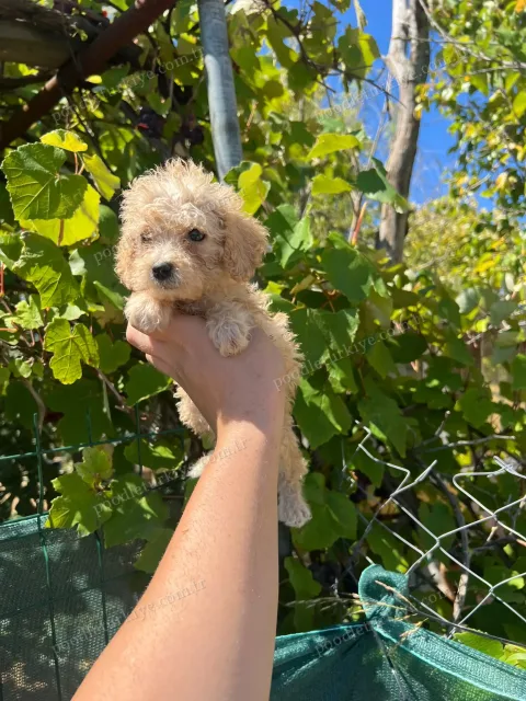 Teacup Erkek Poodle Yavrusu