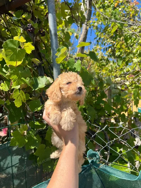 Teacup Erkek Poodle Yavrusu