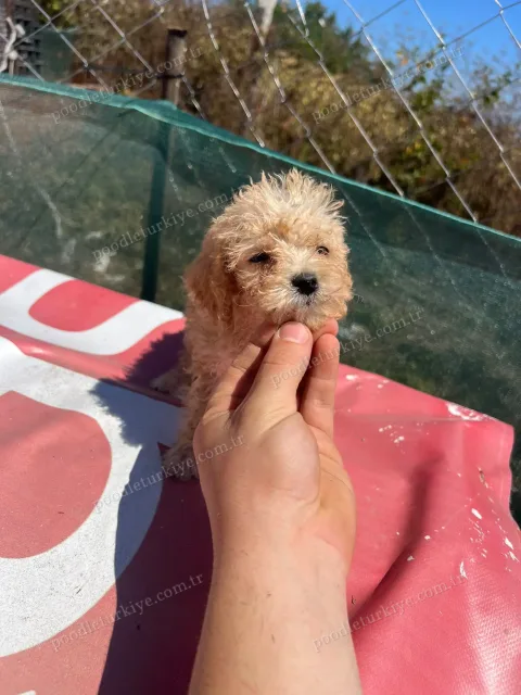 Teacup Erkek Poodle Yavrusu