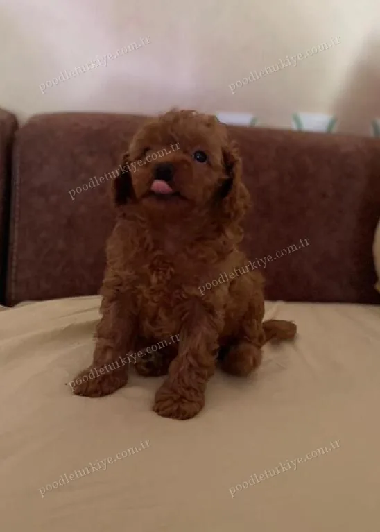 Satılık Toy Poodle Yavru – Dişi