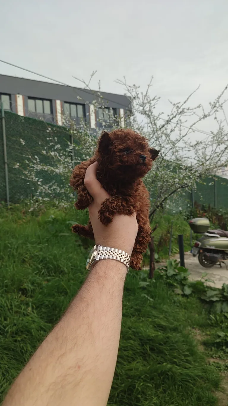 Göktürk Satılık Toy Poodle Yavru