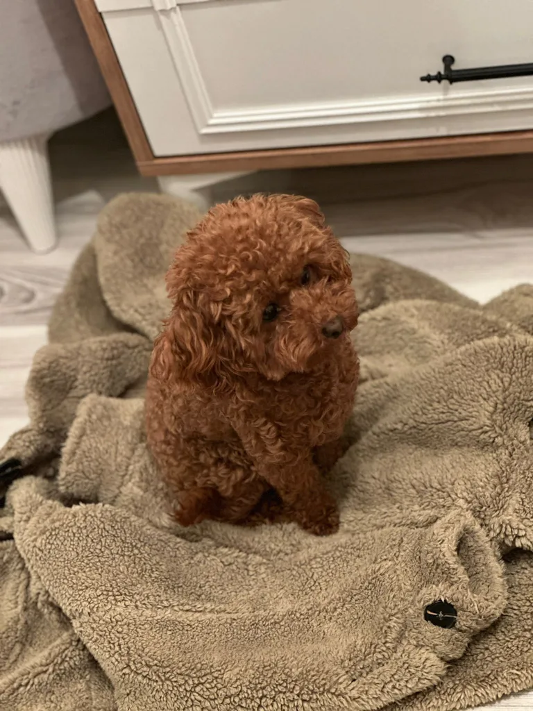 Bebek Satılık Toy Poodle Yavru