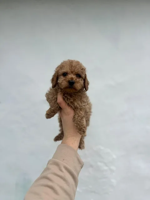 Göktürk Satılık Poodle