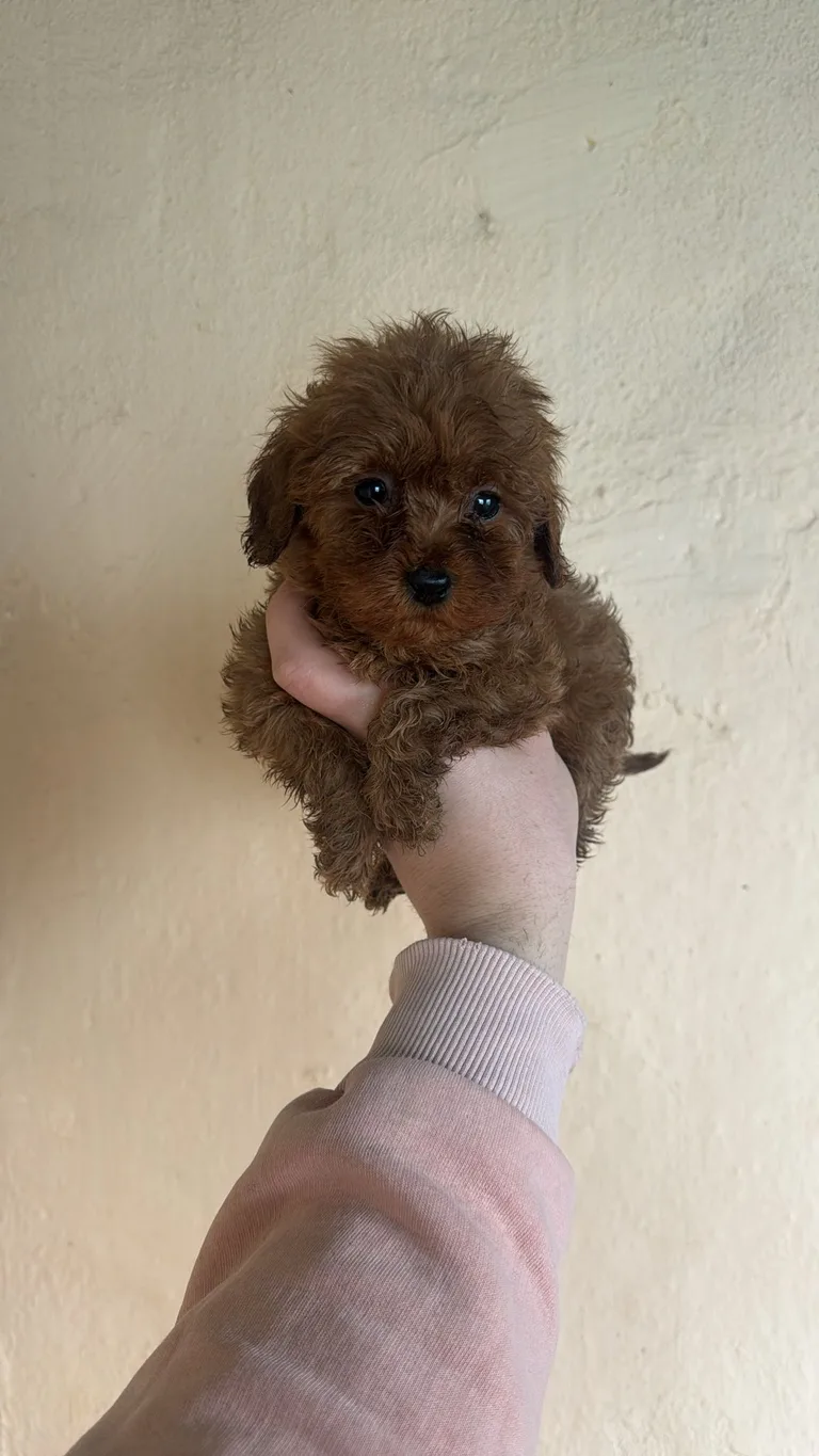 Bebek Satılık Toy Poodle Yavru