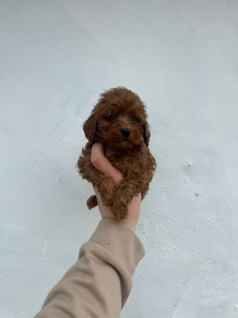 Bebek Satılık Toy Poodle Yavru