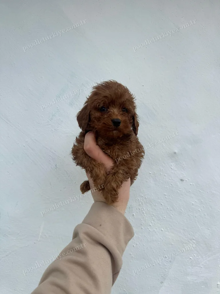Satılık Poodle Yavru
