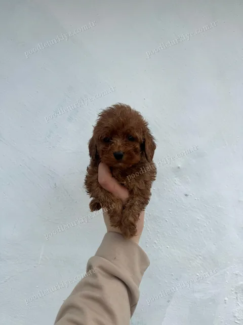 Satılık Poodle Yavru