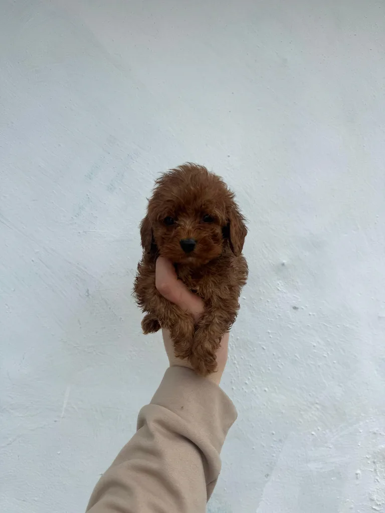 Bebek Satılık Toy Poodle Yavru