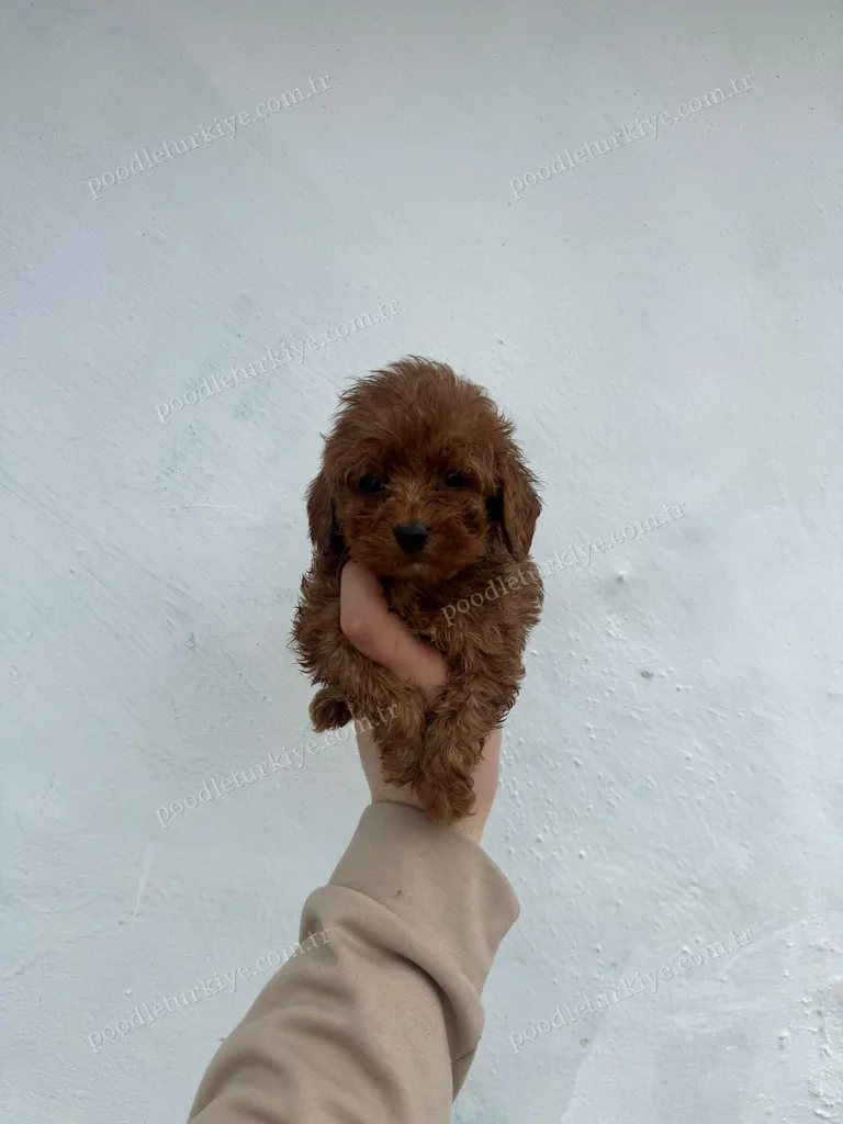 Satılık Poodle Yavru