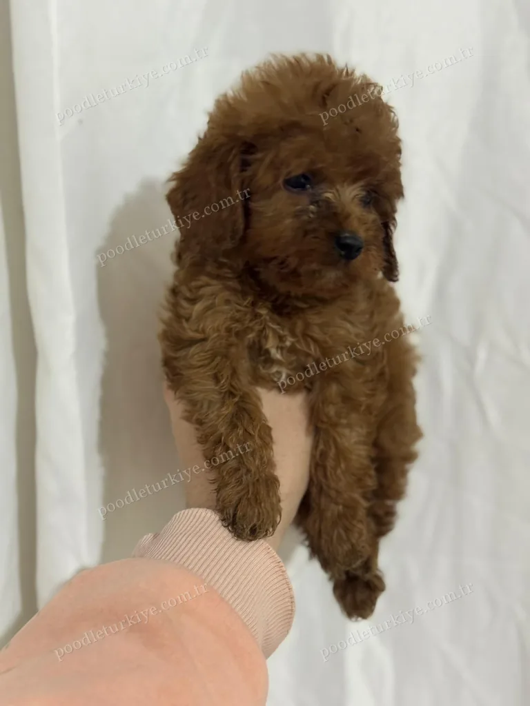İstanbul Satılık Poodle Yavru
