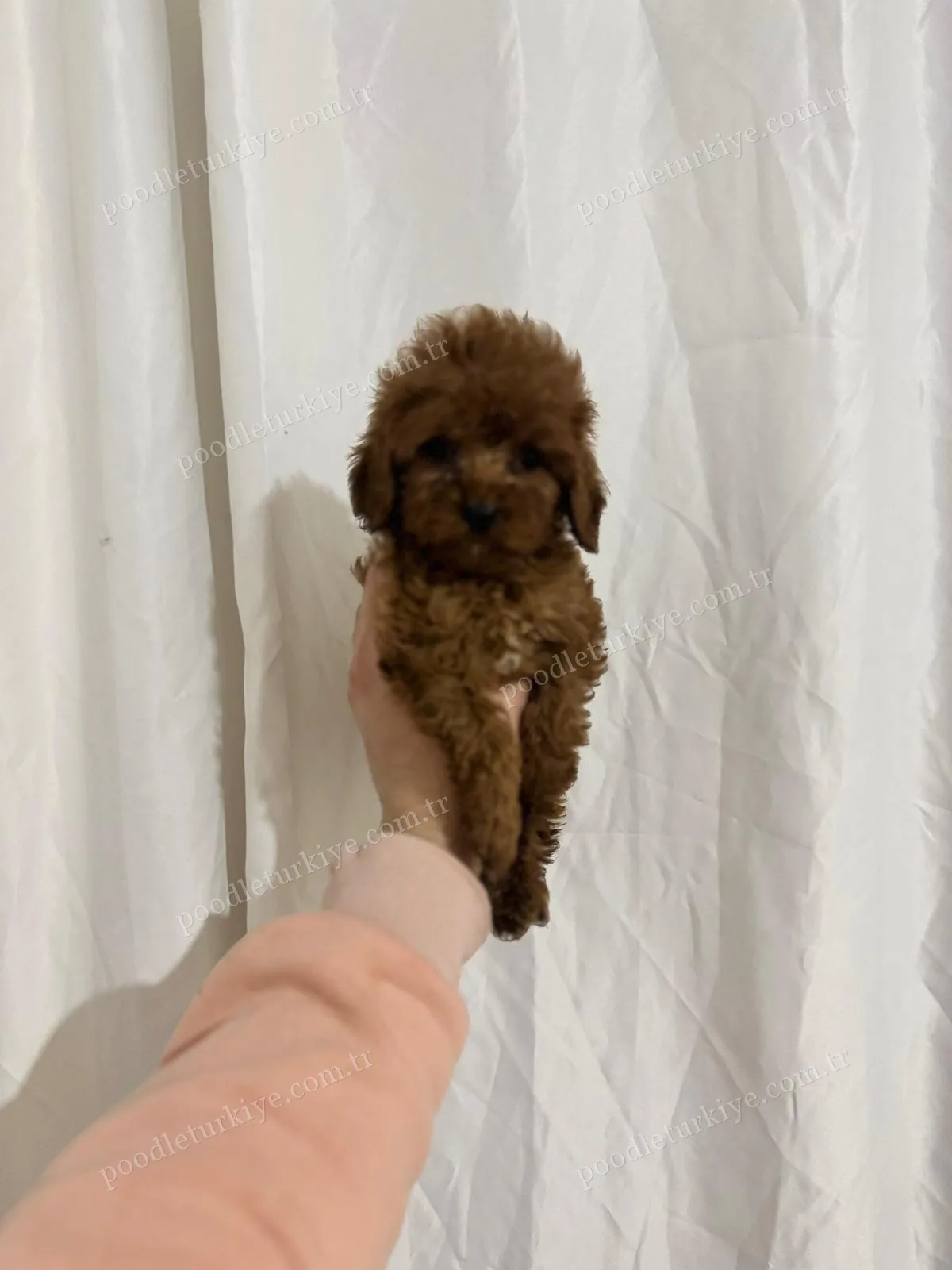İstanbul Satılık Poodle Yavru